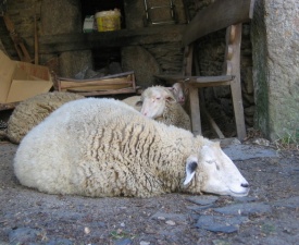 Courel Sheep Photo - Peake